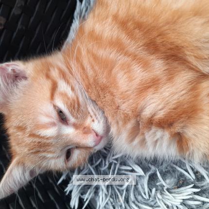 Photo 1/1 Cathy Yahiaoui lemoine Chat lost in Loison sous lens