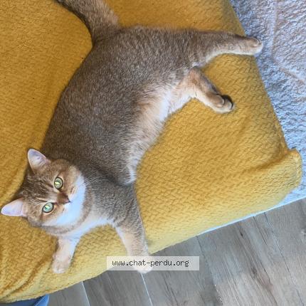 Photo 1/1 Mochi Chat lost in Mimizan