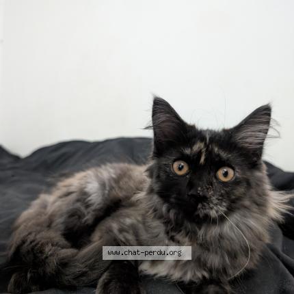 Photo 1/1 Raya Chat lost in Lille