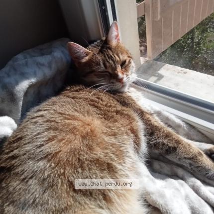 Photo 1/1 Nina Chat lost in Soleymieu