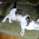 Picture of cat found at Bining