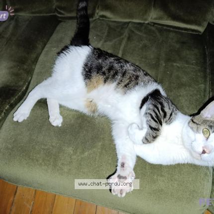 Photo 1/1 Found cat Found in Bining