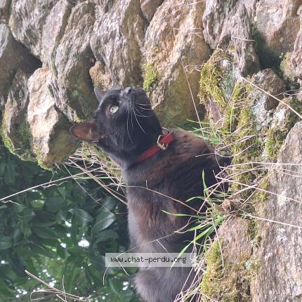 Photo 1/1 Oca Chat lost in La meyze