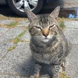 Picture of cat found at Villa Balleste Buenos Aires 1653
