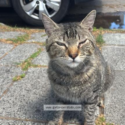 Photo 1/1 Found cat Found in Villa balleste buenos aires 1653