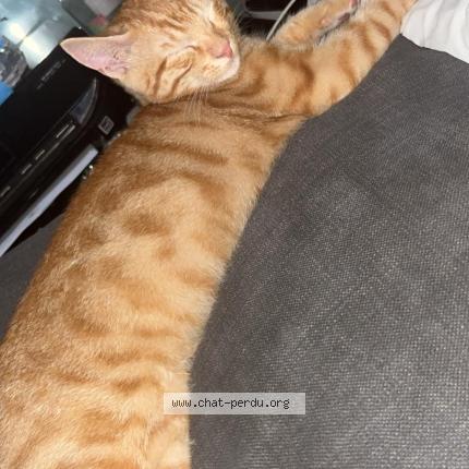 Photo 1/1 Tigrou Chat lost in Le bar sur loup