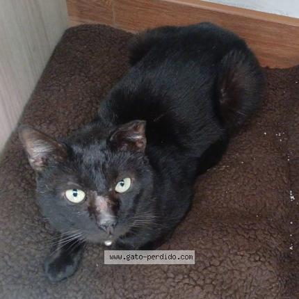 Photo 1/1 Negro Chat lost in Ate