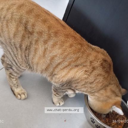 Photo 1/1 Bubulle Chat lost in Homecourt