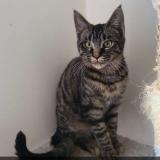 Picture of cat lost at Neung Sur Beuvron