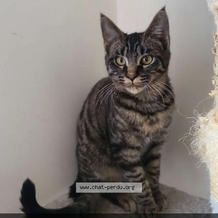 Photo 1/1 Volcan. Chat lost in Neung sur beuvron