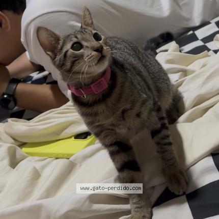 Photo 1/1 Mercy Chat lost in Managua