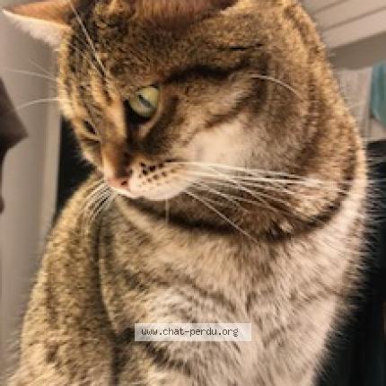 Photo 1/1 Nina Chat lost in Soleymieu