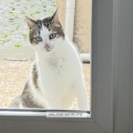 Photo 1/1 Kebto Chat lost in Angers