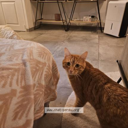 Photo 1/1 Muphin Chat lost in Margny les compiegne