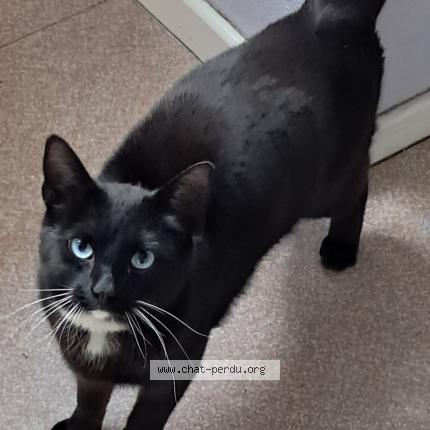 Photo 1/1 Kiki Chat lost in Goetzenbruck