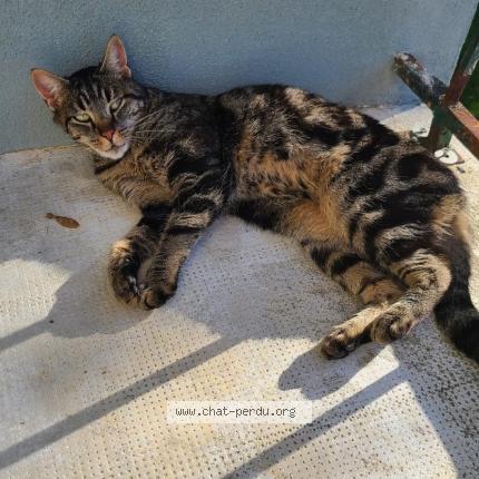 Photo 1/1 Chamallow Chat lost in Dole