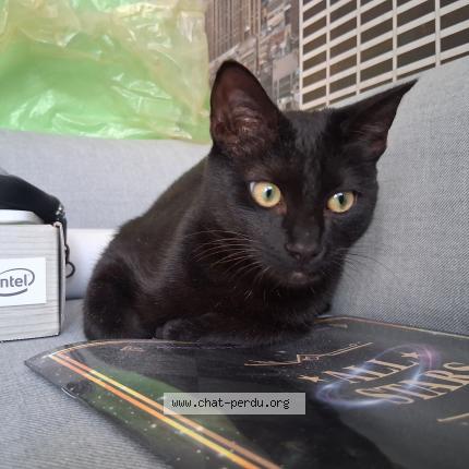 Photo 1/1 Cat reunited Found in Nantes