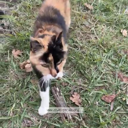 Photo 1/1 Found cat Found in Izon