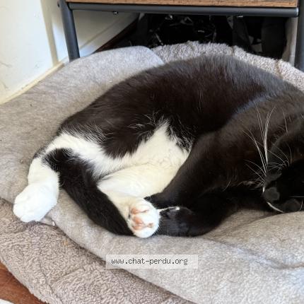 Foto van vermiste kat in Jette