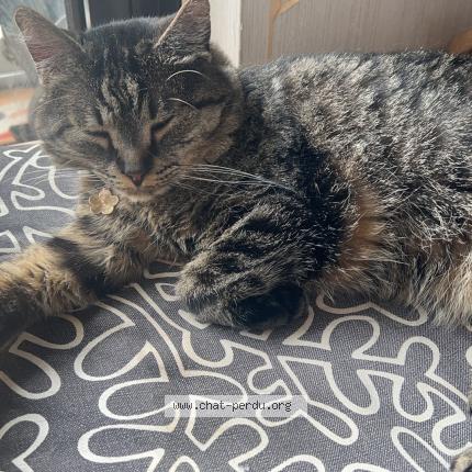 Photo 1/1 Doudou Chat lost in Brussels