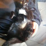 Picture of cat lost at Ollioules