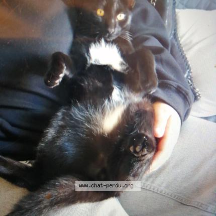 Photo 1/1 Scar perignon Chat lost in Ollioules