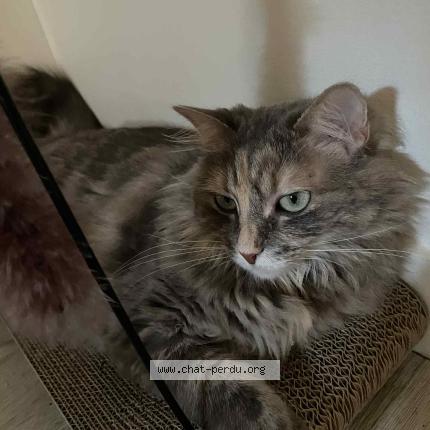 Photo 1/1 Molly Chat lost in Guillac