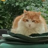 Picture of cat lost at Perpignan