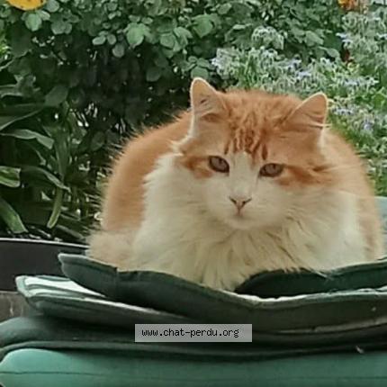 Photo 1/2 Chouffi Chat lost in Perpignan