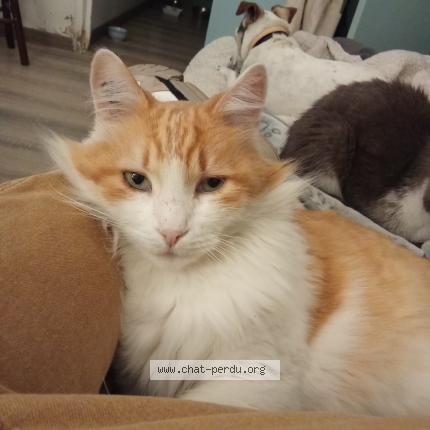 Photo 2/2 Chouffi Chat lost in Perpignan