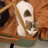 Picture of cat lost at Cenon