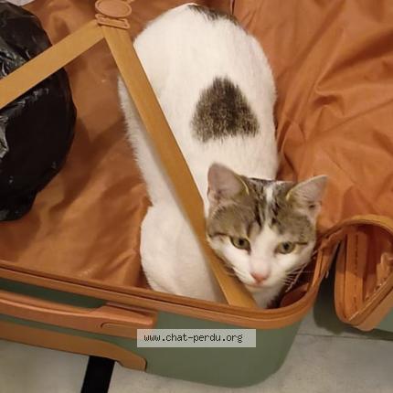 Photo 1/1 Tigrou Chat lost in Cenon