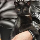 Picture of cat lost at Chavagne