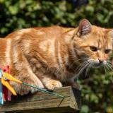 Picture of cat lost at Brest