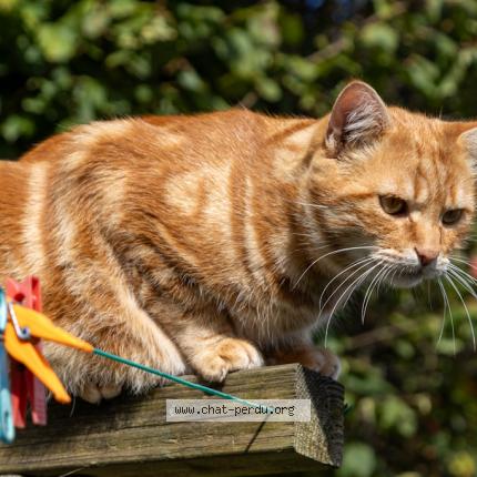 Photo 1/1 Chips Chat lost in Brest