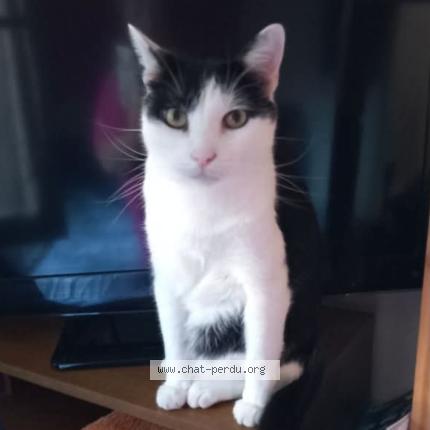 Photo 1/1 flash Chat lost in Amiens