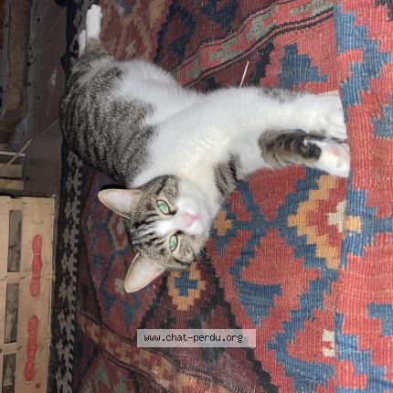 Photo 1/1 Pampelune Chat lost in Saint alban