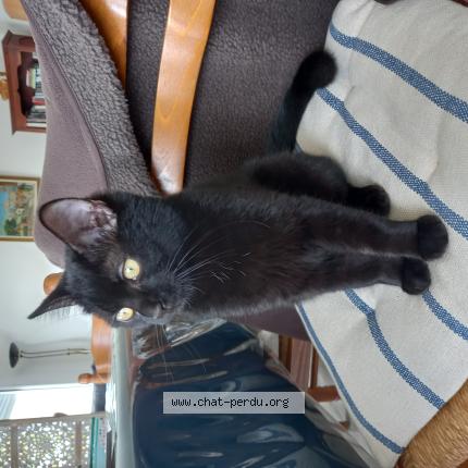 Photo 1/1 Found cat Found in Biard