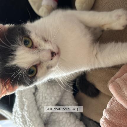 Photo 1/1 Dora Chat lost in Creil