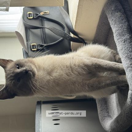 Photo 1/1 Yuki Chat lost in Cambrai