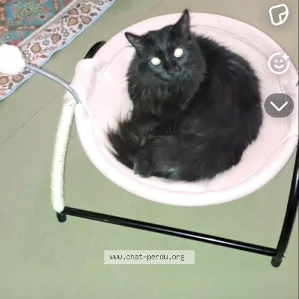 Photo 1/1 FATOU Chat lost in Toulouse