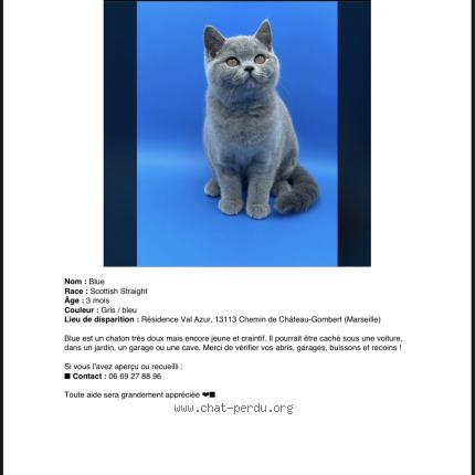Photo 1/1 blue Chat lost in Marseille