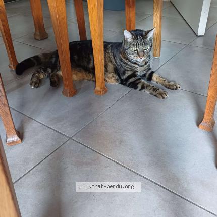 Photo 1/1 Mimie Chat lost in Jemelle