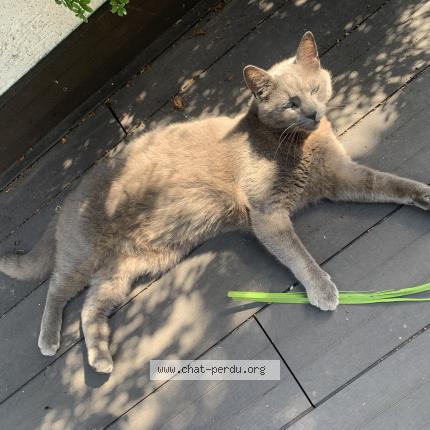 Photo 1/1 Minette Kit Kat Chat lost in Le plessis bouchard