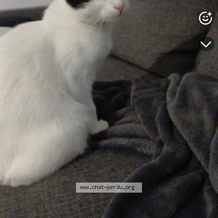 Photo 1/1 Amande Chat lost in Mesange