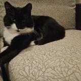 Picture of cat found at Vielsalm