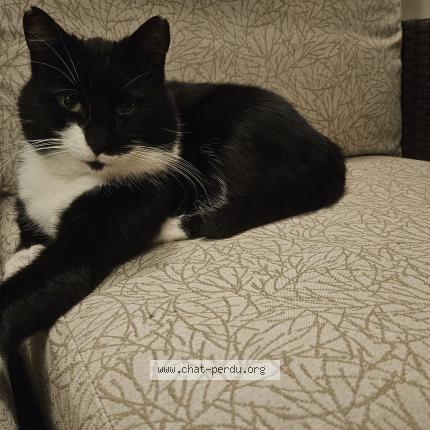 Photo 1/1 Found cat Found in Vielsalm