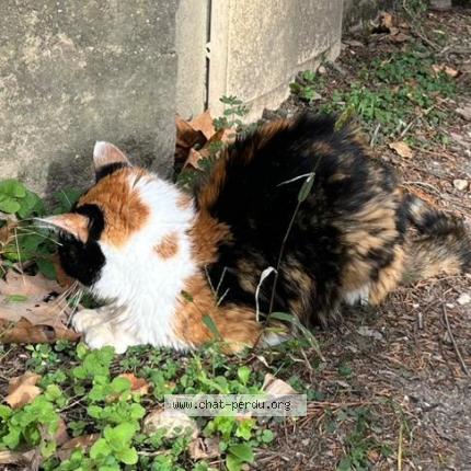 Photo 1/1 Cat reunited Found in Caluire et cuire