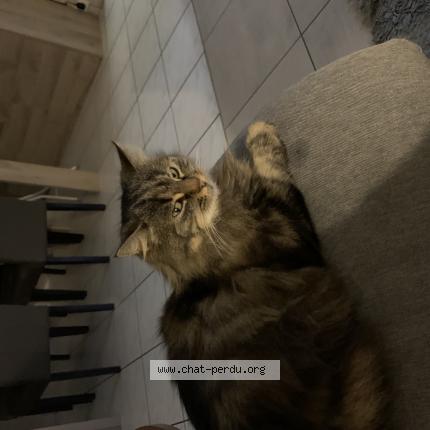 Photo 1/1 Appel Chat lost in Geneston