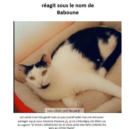 Photo 1/1 Baboune Chat lost in Montigny les metz